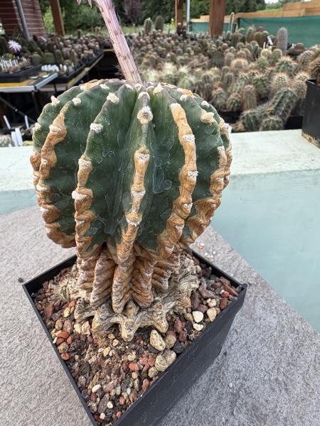Echinopsis eyriesii